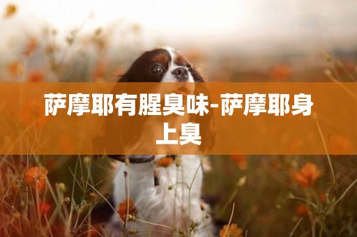 薩摩耶有腥臭味-薩摩耶身上臭
