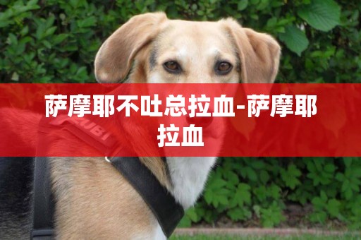 薩摩耶不吐總拉血-薩摩耶拉血