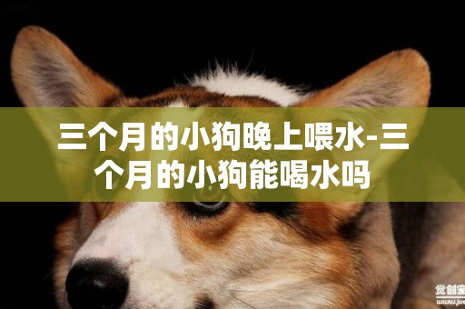 三個月的小狗晚上喂水-三個月的小狗能喝水嗎