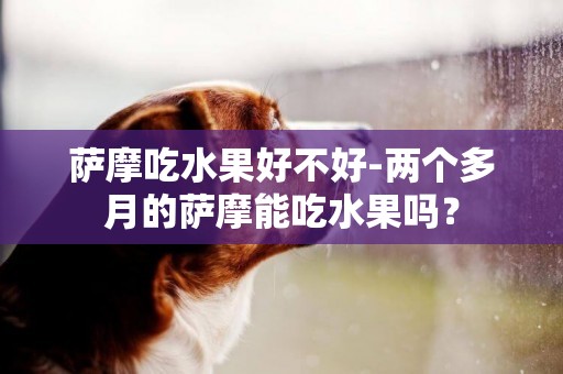 薩摩吃水果好不好-兩個多月的薩摩能吃水果嗎？
