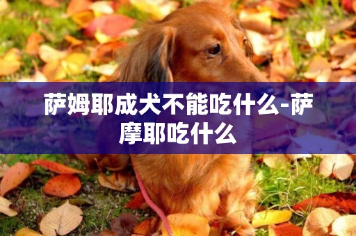 薩姆耶成犬不能吃什么-薩摩耶吃什么