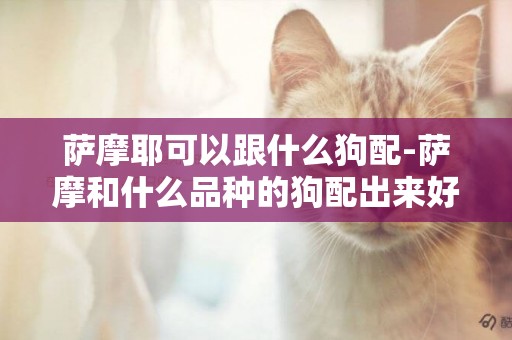 薩摩耶可以跟什么狗配-薩摩和什么品種的狗配出來好看