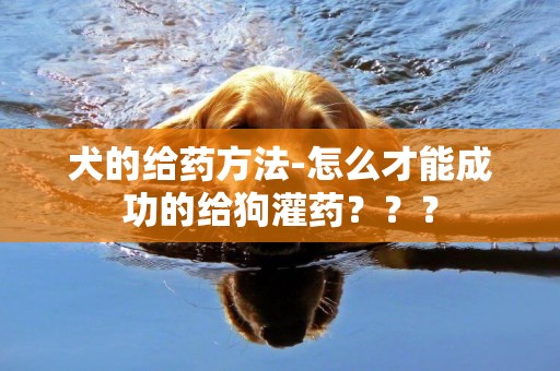 犬的給藥方法-怎么才能成功的給狗灌藥？？？
