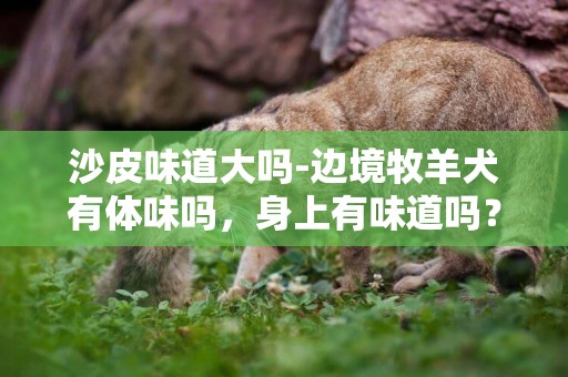 沙皮味道大嗎-邊境牧羊犬有體味嗎，身上有味道嗎？