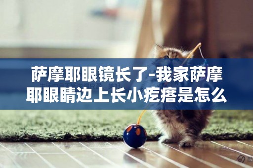 薩摩耶眼鏡長了-我家薩摩耶眼睛邊上長小疙瘩是怎么回事啊