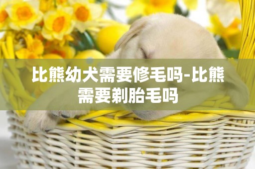 比熊幼犬需要修毛嗎-比熊需要剃胎毛嗎