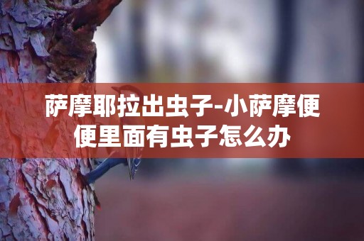 薩摩耶拉出蟲子-小薩摩便便里面有蟲子怎么辦