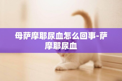 母薩摩耶尿血怎么回事-薩摩耶尿血