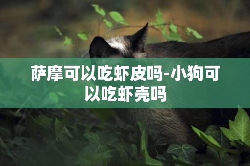 薩摩可以吃蝦皮嗎-小狗可以吃蝦殼嗎