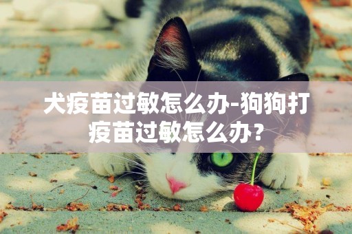 犬疫苗過敏怎么辦-狗狗打疫苗過敏怎么辦？