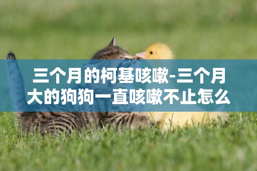 三個月的柯基咳嗽-三個月大的狗狗一直咳嗽不止怎么辦