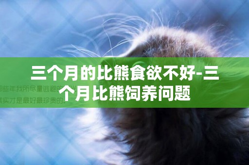 三個月的比熊食欲不好-三個月比熊飼養問題