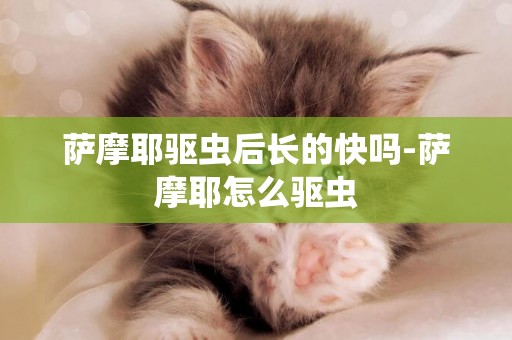 薩摩耶驅蟲后長的快嗎-薩摩耶怎么驅蟲