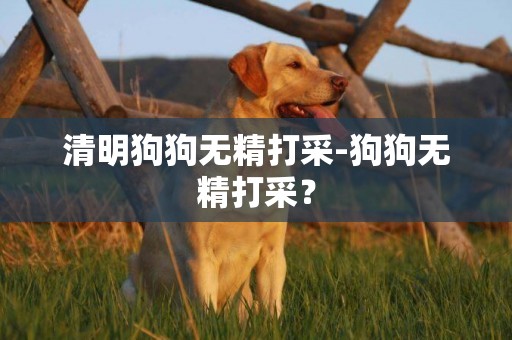 清明狗狗無精打采-狗狗無精打采？