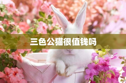 三色公貓很值錢嗎