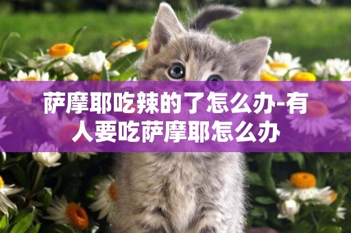 薩摩耶吃辣的了怎么辦-有人要吃薩摩耶怎么辦