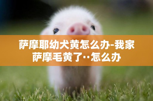 薩摩耶幼犬黃怎么辦-我家薩摩毛黃了··怎么辦