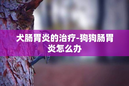 犬腸胃炎的治療-狗狗腸胃炎怎么辦