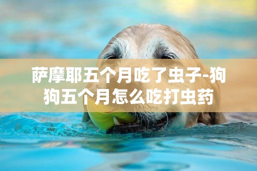 薩摩耶五個月吃了蟲子-狗狗五個月怎么吃打蟲藥