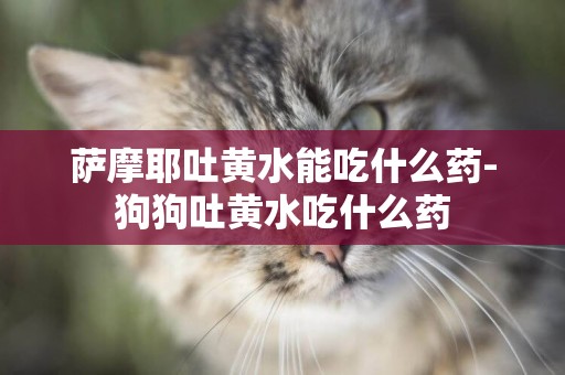薩摩耶吐黃水能吃什么藥-狗狗吐黃水吃什么藥