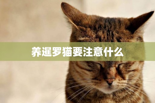 養暹羅貓要注意什么