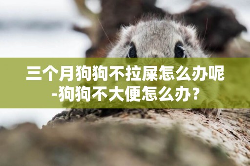 三個月狗狗不拉屎怎么辦呢-狗狗不大便怎么辦？