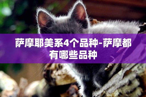 薩摩耶美系4個品種-薩摩都有哪些品種