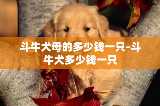 斗牛犬母的多少錢一只-斗牛犬多少錢一只