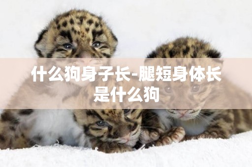 什么狗身子長-腿短身體長是什么狗