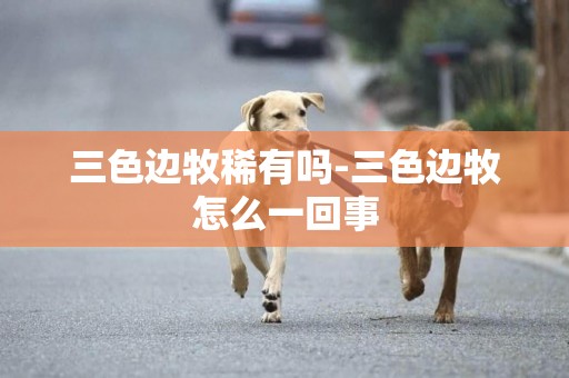 三色邊牧稀有嗎-三色邊牧怎么一回事