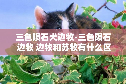 三色隕石犬邊牧-三色隕石 邊牧 邊牧和蘇牧有什么區別?