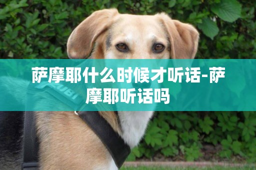 薩摩耶什么時候才聽話-薩摩耶聽話嗎