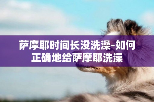 薩摩耶時間長沒洗澡-如何正確地給薩摩耶洗澡