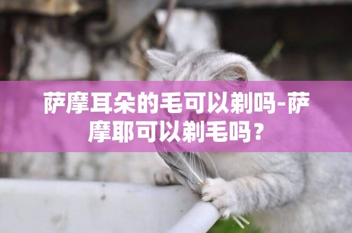 薩摩耳朵的毛可以剃嗎-薩摩耶可以剃毛嗎？
