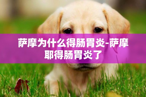 薩摩為什么得腸胃炎-薩摩耶得腸胃炎了