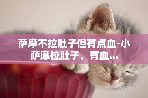 薩摩不拉肚子但有點血-小薩摩拉肚子，有血...