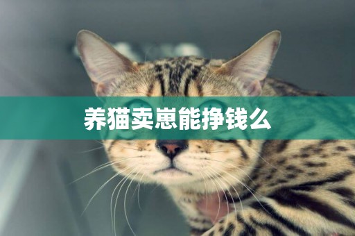 養貓賣崽能掙錢么