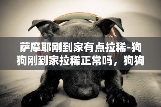 薩摩耶剛到家有點拉稀-狗狗剛到家拉稀正常嗎，狗狗剛到家拉稀拉幾天