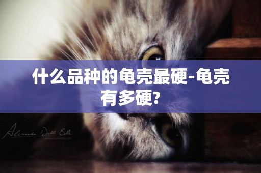 什么品種的龜殼最硬-龜殼有多硬?