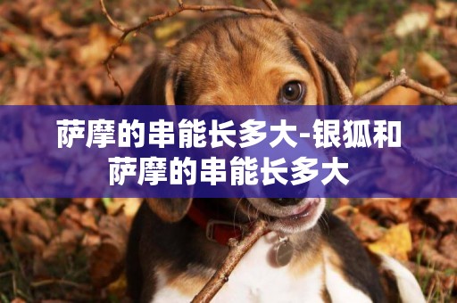 薩摩的串能長多大-銀狐和薩摩的串能長多大