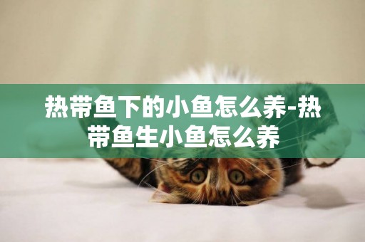 熱帶魚下的小魚怎么養-熱帶魚生小魚怎么養