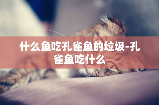 什么魚吃孔雀魚的垃圾-孔雀魚吃什么