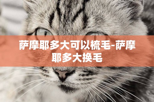 薩摩耶多大可以梳毛-薩摩耶多大換毛