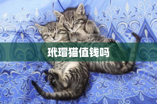 玳瑁貓值錢嗎