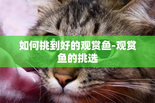 如何挑到好的觀賞魚-觀賞魚的挑選