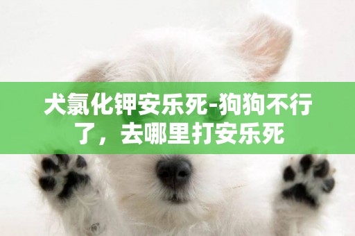 犬氯化鉀安樂死-狗狗不行了，去哪里打安樂死