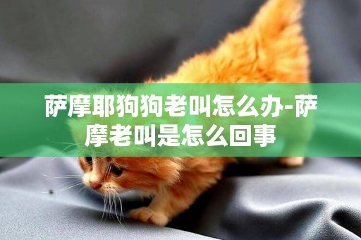 薩摩耶狗狗老叫怎么辦-薩摩老叫是怎么回事