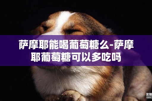 薩摩耶能喝葡萄糖么-薩摩耶葡萄糖可以多吃嗎