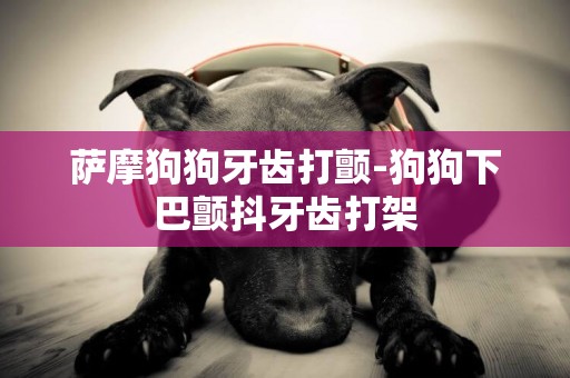 薩摩狗狗牙齒打顫-狗狗下巴顫抖牙齒打架