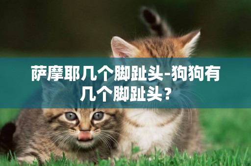 薩摩耶幾個腳趾頭-狗狗有幾個腳趾頭？